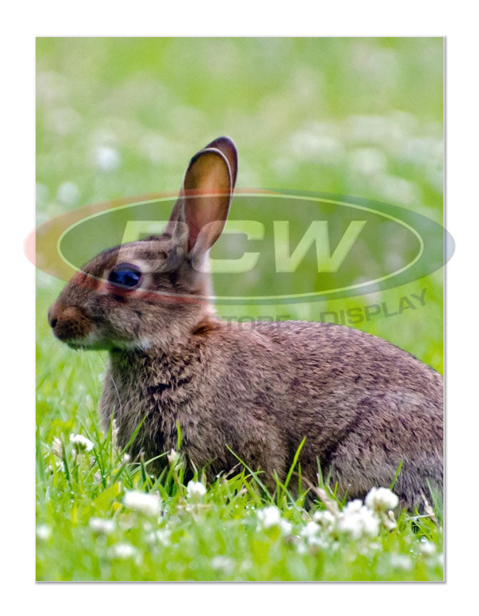 BCW 6 x 8 Photo Sleeves – front product view